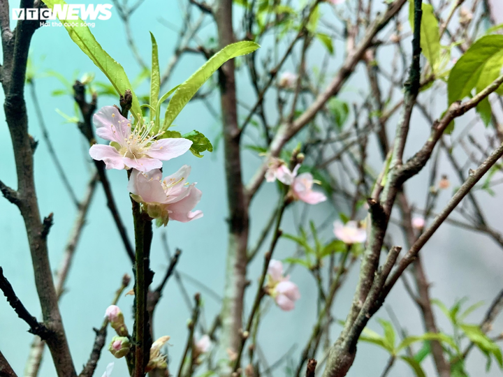 Đào nở sớm khoe sắc giữa Hà Nội, giá bạc triệu vẫn 'cháy hàng' - 2