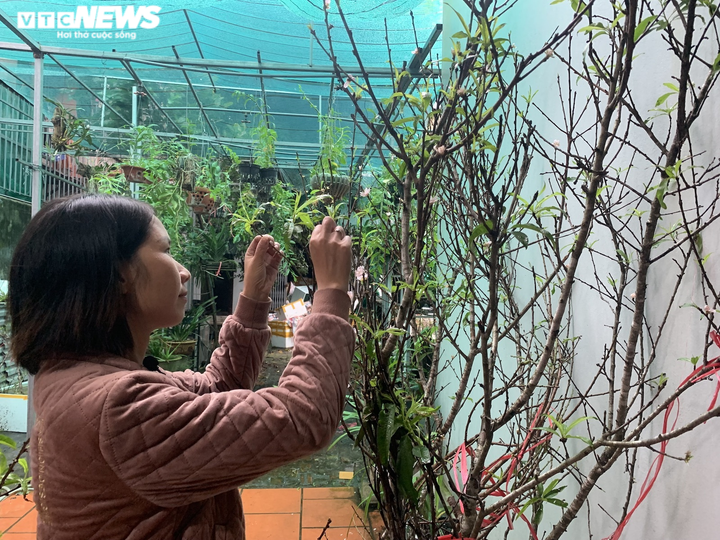 Đào nở sớm khoe sắc giữa Hà Nội, giá bạc triệu vẫn 'cháy hàng' - 1