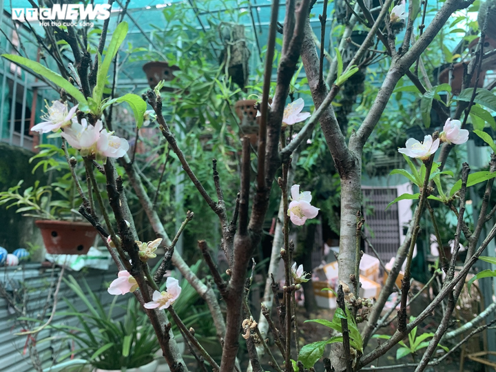 Đào nở sớm khoe sắc giữa Hà Nội, giá bạc triệu vẫn 'cháy hàng' - 6