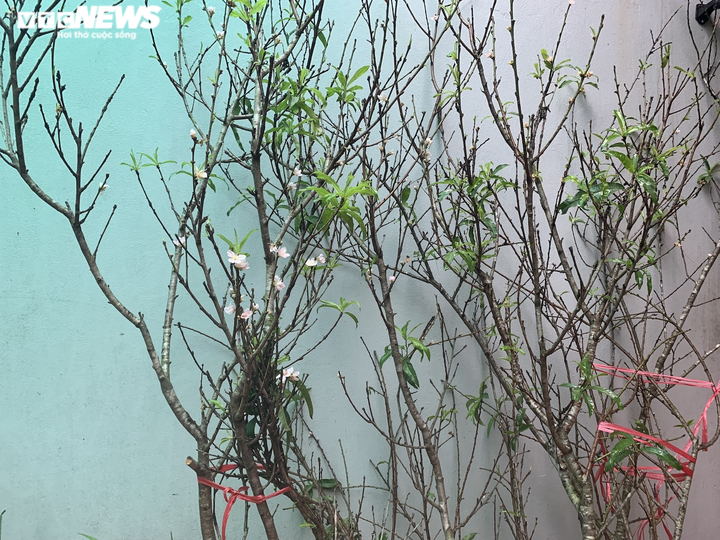 Đào nở sớm khoe sắc giữa Hà Nội, giá bạc triệu vẫn 'cháy hàng' - 3