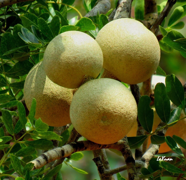 Lạ đời loại quả miền Tây vỏ cứng như đá, bổ ra đen sì nhưng nấu món nào cũng mê - 3