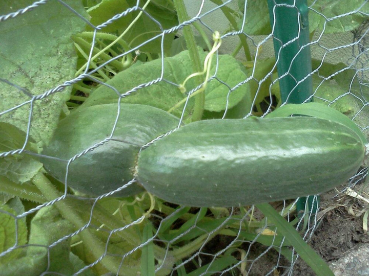 Hóa ra rau củ trong vườn cũng biết 'làm trò' ra phết, xem mà cạn lời - 5