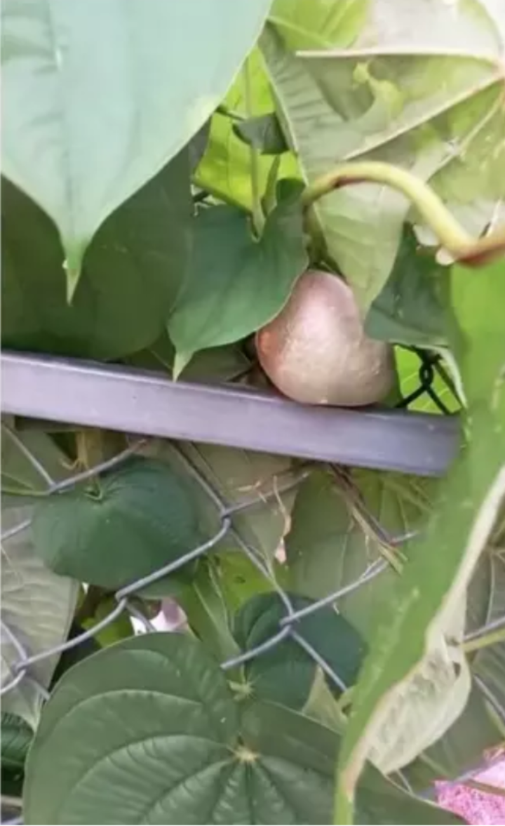 Loại quả nhìn như củ nhưng lại mọc trên dây leo ‘thách thức’ dân mạng đoán tên - 3