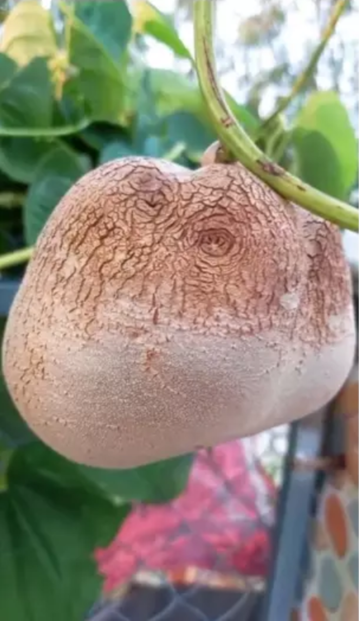 Loại quả nhìn như củ nhưng lại mọc trên dây leo ‘thách thức’ dân mạng đoán tên - 2