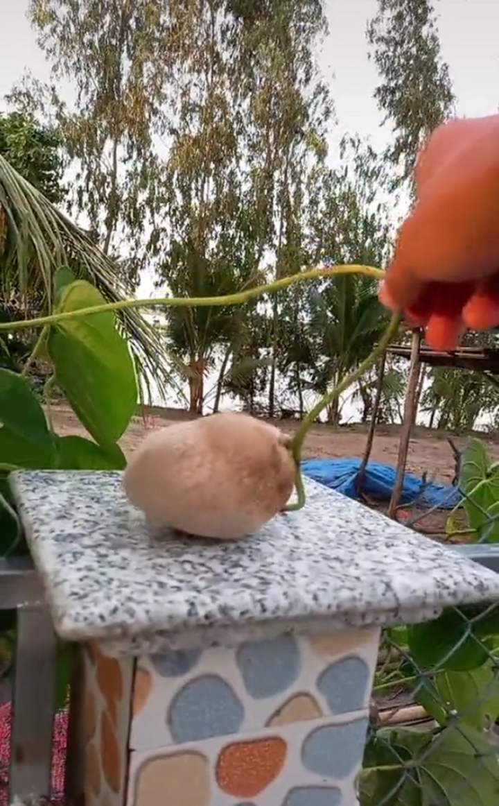 Loại quả nhìn như củ nhưng lại mọc trên dây leo ‘thách thức’ dân mạng đoán tên - 1