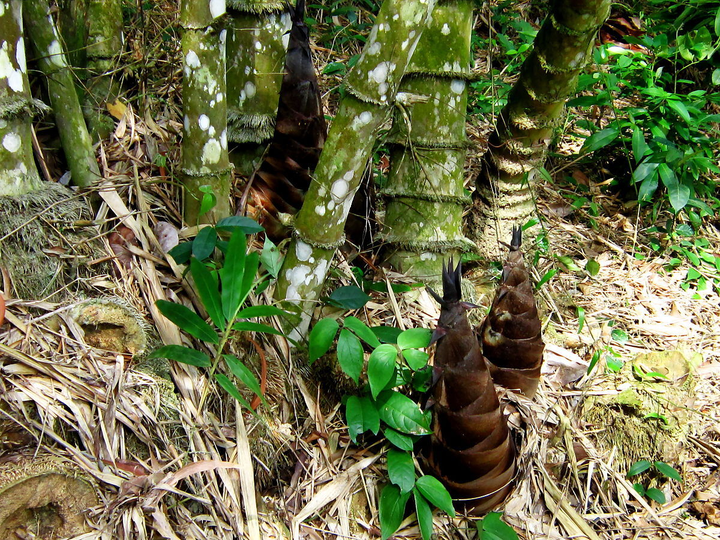 Măng vầu xào thịt lợn hun khói - món ngon khó cưỡng của người Lạng Sơn - 1