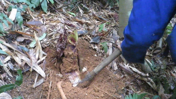 Măng vầu xào thịt lợn hun khói - món ngon khó cưỡng của người Lạng Sơn - 2