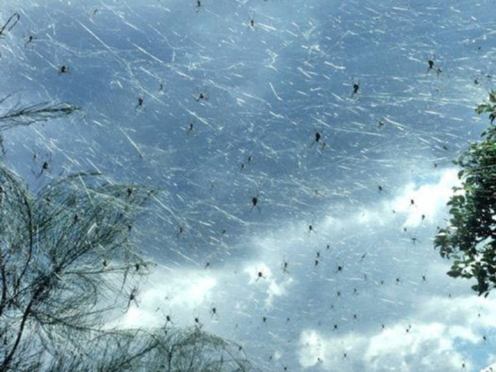 Kỳ lạ với cơn mưa nhện từng ‘xâm chiếm’ nhiều nước được lý giải đầy mỹ miều - 3