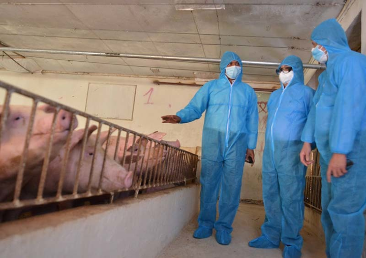 Bộ trưởng Lê Minh Hoan: Giá lợn giảm do cung cầu, không nên vội hoảng hốt - 1