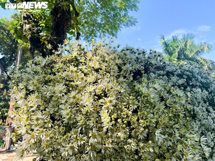 'Đặc sản' cúc họa mi đầu mùa xuống phố, chị em Hà thành xôn xao - 8