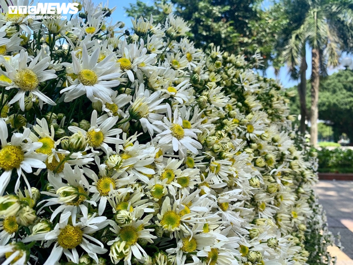 'Đặc sản' cúc họa mi đầu mùa xuống phố, chị em Hà thành xôn xao - 5