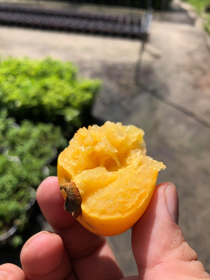 Loại quả đặc biệt gây thương nhớ 'để ngửi không ăn', thành hàng hiếm có khó tìm - 4