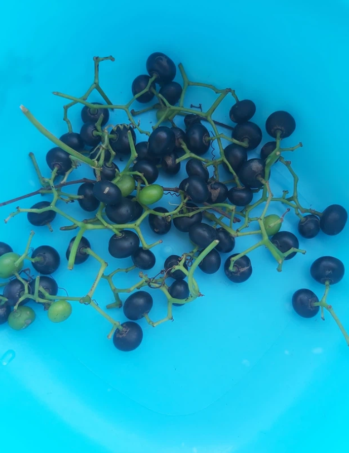 Cá kho ‘trân châu đường đen’ khiến hội trà sữa khóc thét, ai tinh ý thì bật cười - 4