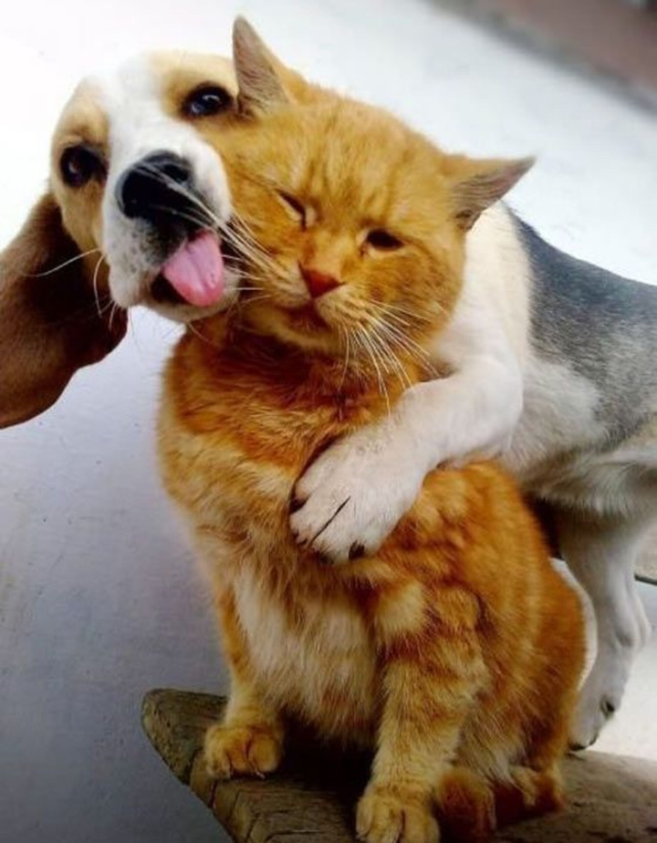 Tin được không: Đến cả động vật còn kiếm được 'bồ', hơn cả hội 'sen' ế bền vững - 7