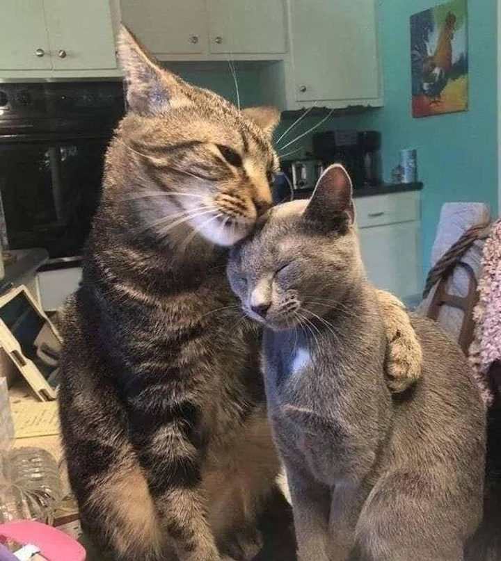 Tin được không: Đến cả động vật còn kiếm được 'bồ', hơn cả hội 'sen' ế bền vững - 6