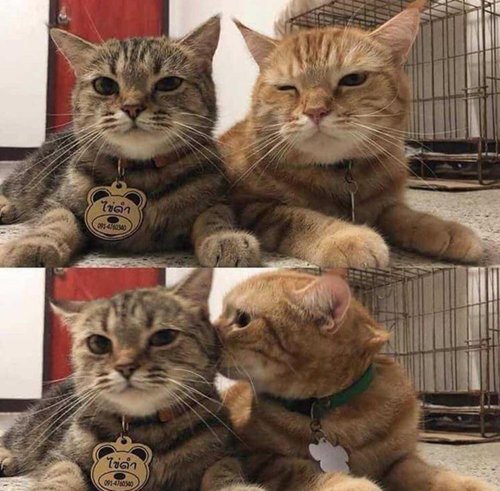 Tin được không: Đến cả động vật còn kiếm được 'bồ', hơn cả hội 'sen' ế bền vững - 1