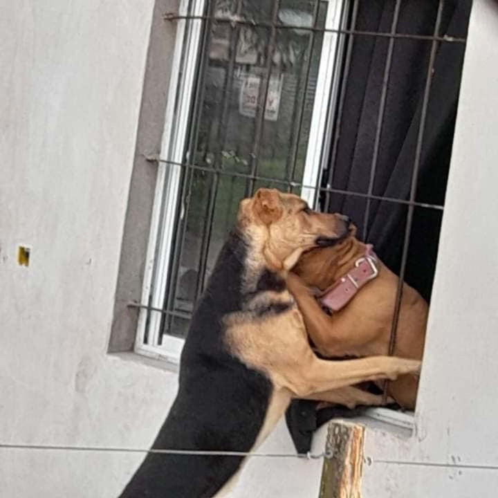 Tin được không: Đến cả động vật còn kiếm được 'bồ', hơn cả hội 'sen' ế bền vững - 8