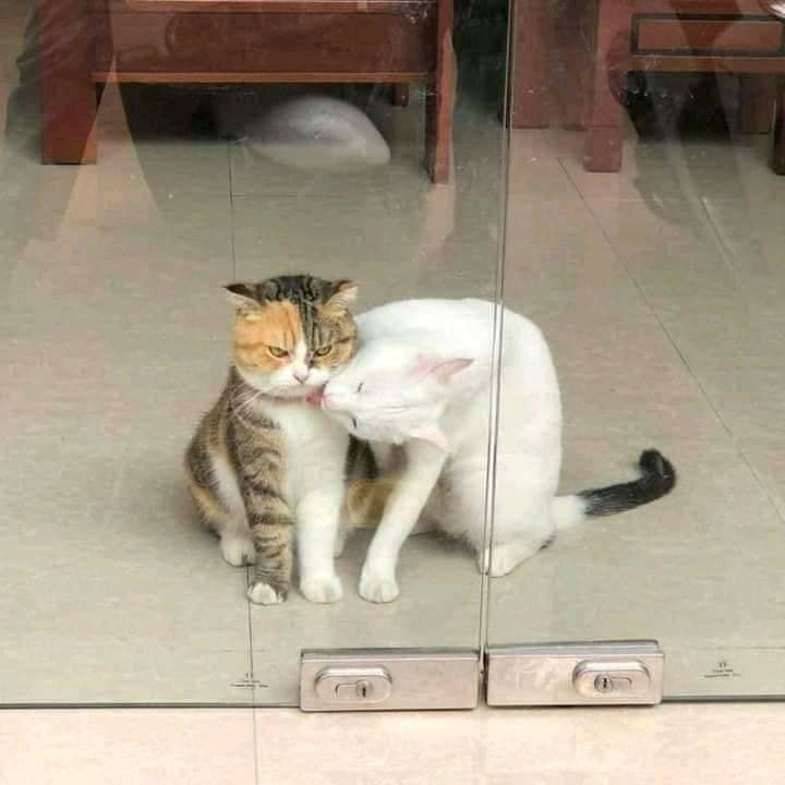 Tin được không: Đến cả động vật còn kiếm được 'bồ', hơn cả hội 'sen' ế bền vững - 5