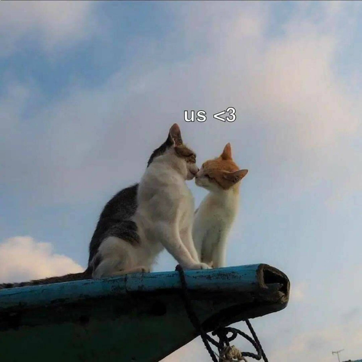 Tin được không: Đến cả động vật còn kiếm được 'bồ', hơn cả hội 'sen' ế bền vững - 3