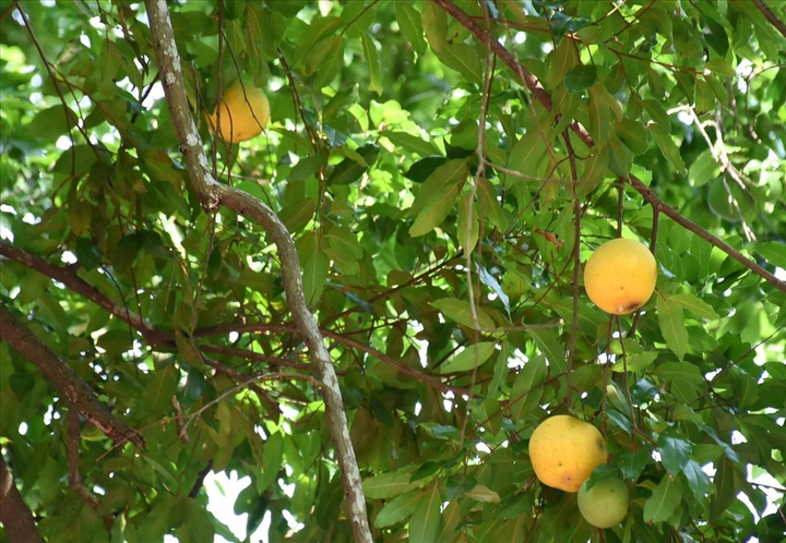 Loại quả đặc biệt gây thương nhớ 'để ngửi không ăn', thành hàng hiếm có khó tìm - 1