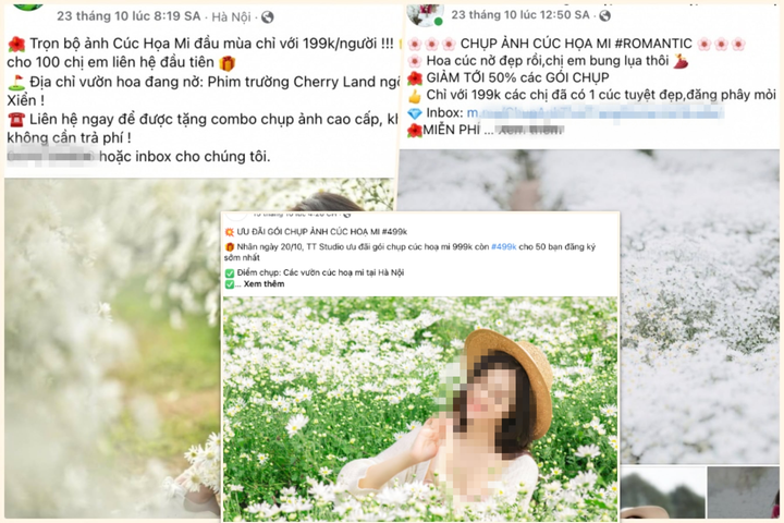 Đặc sản cúc họa mi nở rộ, các studio ảnh tất bật hốt bạc - 2