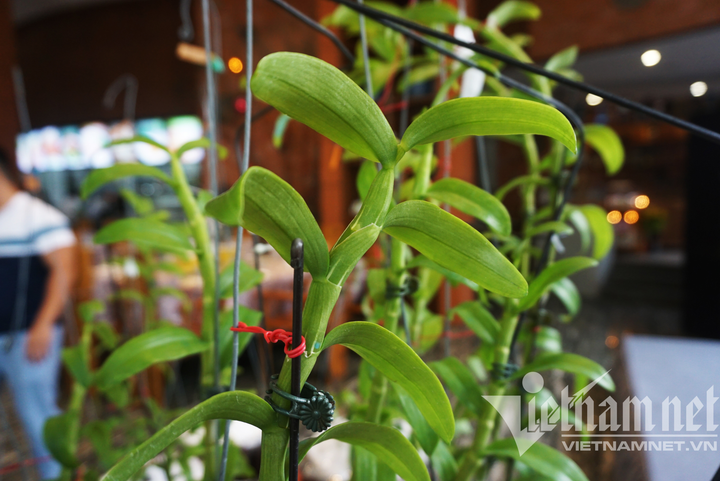 Thiếu gia Đà Nẵng đổi siêu xe 28 tỷ lấy lan đột biến - 7