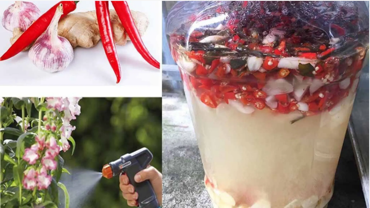 Gợi ý cách pha chế hỗn hợp gừng, tỏi, ớt đơn giản giúp đuổi sâu bệnh hiệu quả - 1
