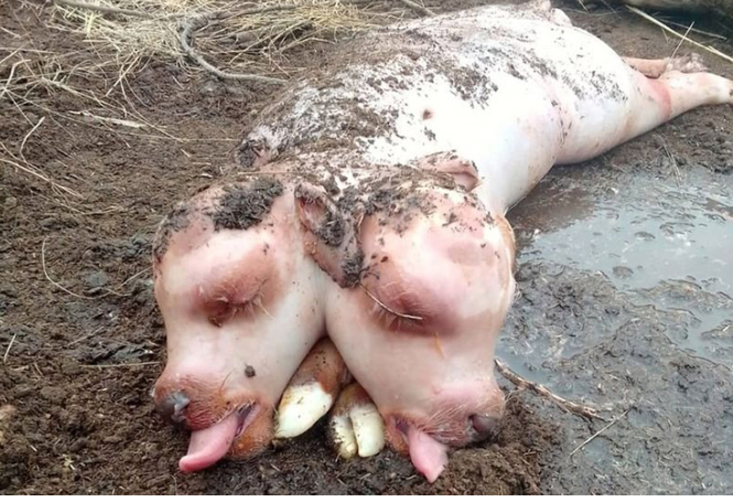 Sinh vật 'nửa bê, nửa lợn' hai đầu gây xôn xao ở Nga - 1