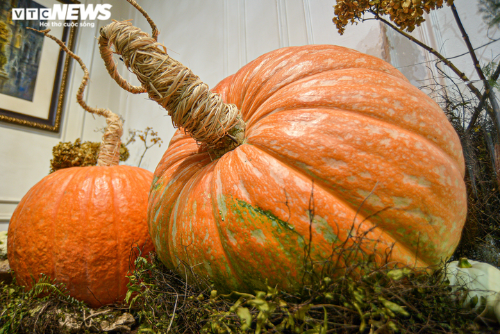 Cửa hàng hốt bạc với bí ngô Halloween khổng lồ đắt đỏ - 4