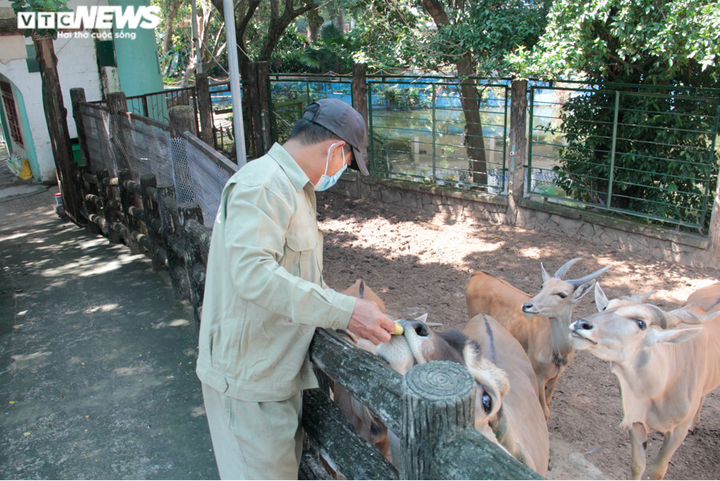 Ảnh: Thảo cầm viên Sài Gòn hối hả dọn dẹp chuẩn bị đón du khách - 10