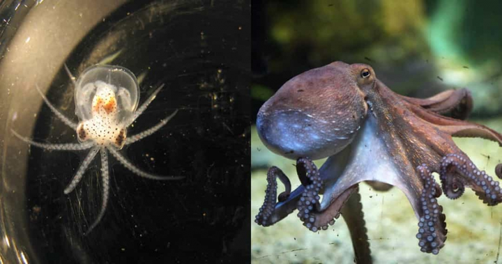 Không tin nổi khi xem loạt ảnh 'dậy thì thành công' của động vật - 10