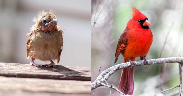 Không tin nổi khi xem loạt ảnh 'dậy thì thành công' của động vật - 1