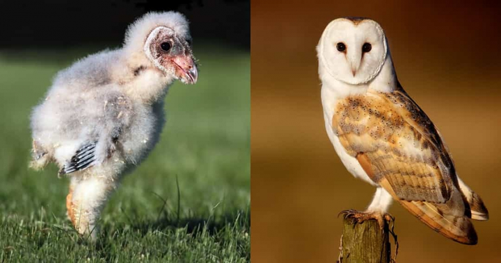 Không tin nổi khi xem loạt ảnh 'dậy thì thành công' của động vật - 13