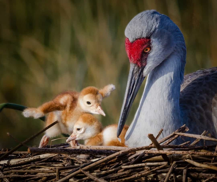 Không tin nổi khi xem loạt ảnh 'dậy thì thành công' của động vật - 15