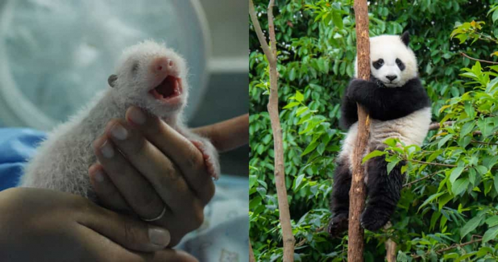 Không tin nổi khi xem loạt ảnh 'dậy thì thành công' của động vật - 2