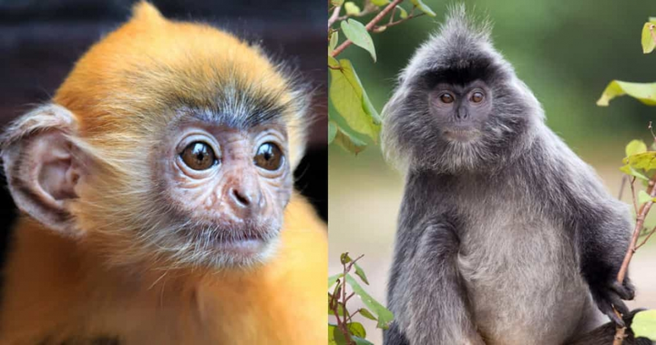 Không tin nổi khi xem loạt ảnh 'dậy thì thành công' của động vật - 4