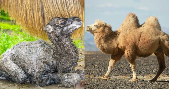 Không tin nổi khi xem loạt ảnh 'dậy thì thành công' của động vật - 6