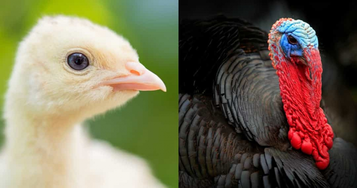 Không tin nổi khi xem loạt ảnh 'dậy thì thành công' của động vật - 7