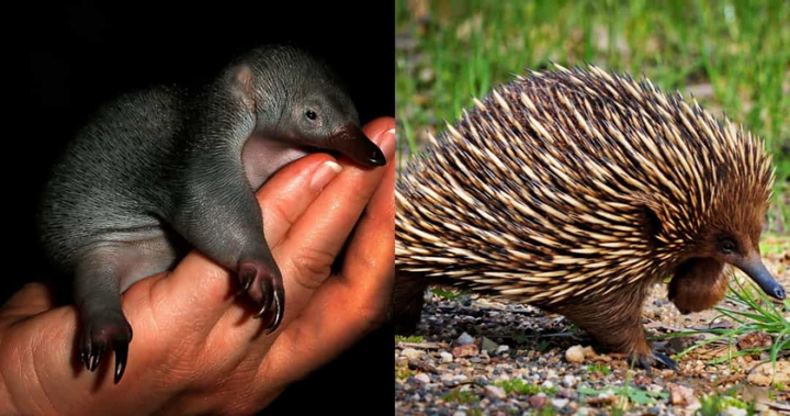 Không tin nổi khi xem loạt ảnh 'dậy thì thành công' của động vật - 8