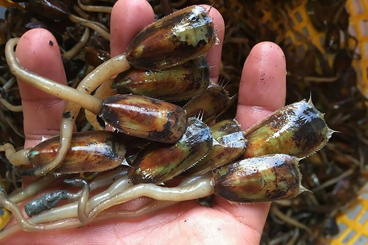 Con cà xỉu: Đặc sản có tên rất 'ngộ' của Hà Tiên nhưng lại khiến người ta mê mẩn - 1