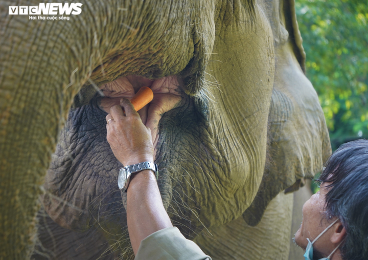Ảnh: Thảo cầm viên Sài Gòn hối hả dọn dẹp chuẩn bị đón du khách - 7