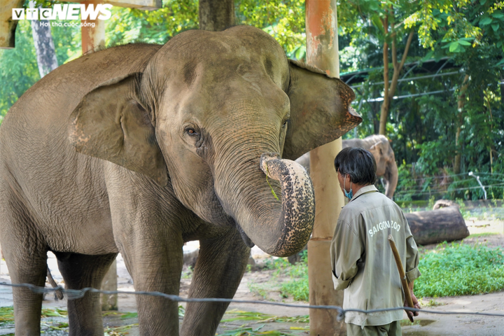 Ảnh: Thảo cầm viên Sài Gòn hối hả dọn dẹp chuẩn bị đón du khách - 8