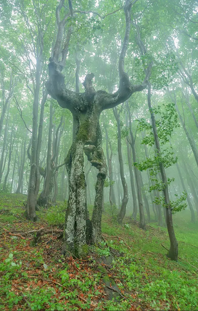 Giật mình với hình dáng kỳ lạ mà tạo hóa đã ban cho cây cối trong rừng rậm - 7