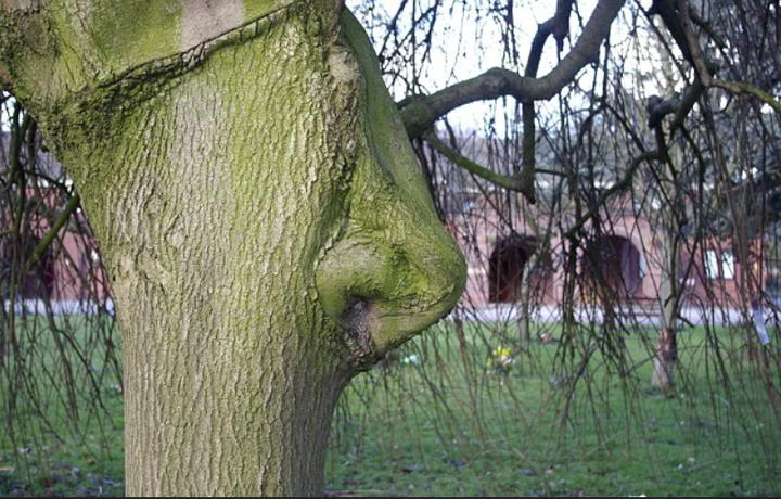 Giật mình với hình dáng kỳ lạ mà tạo hóa đã ban cho cây cối trong rừng rậm - 8