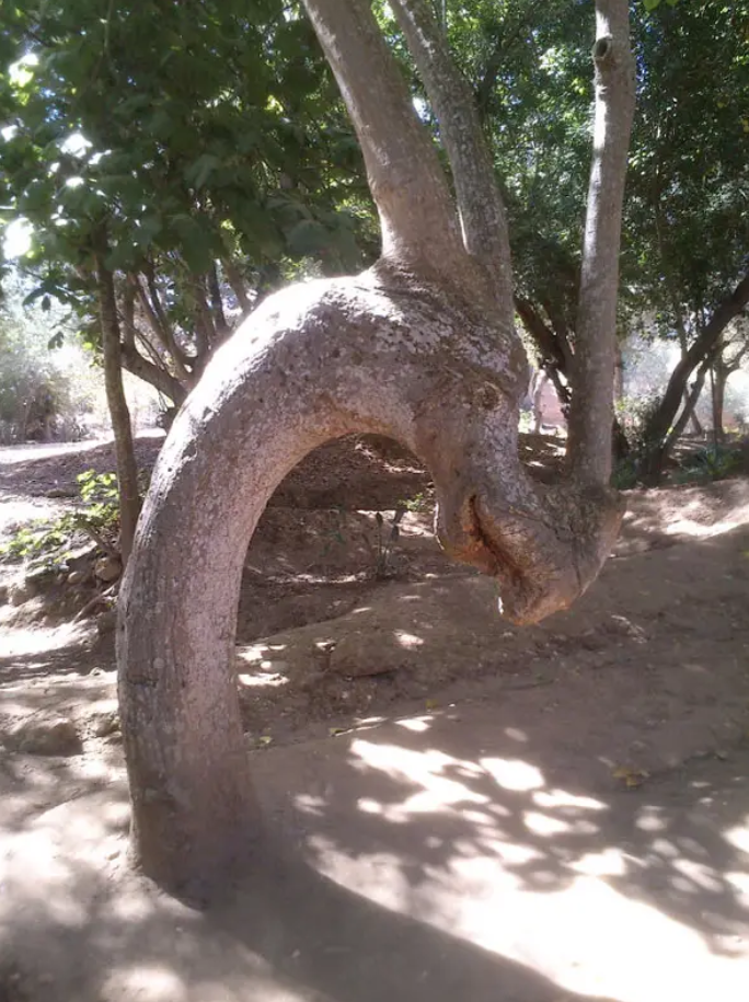 Giật mình với hình dáng kỳ lạ mà tạo hóa đã ban cho cây cối trong rừng rậm - 2