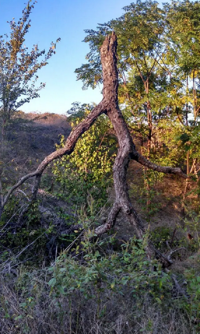 Giật mình với hình dáng kỳ lạ mà tạo hóa đã ban cho cây cối trong rừng rậm - 5