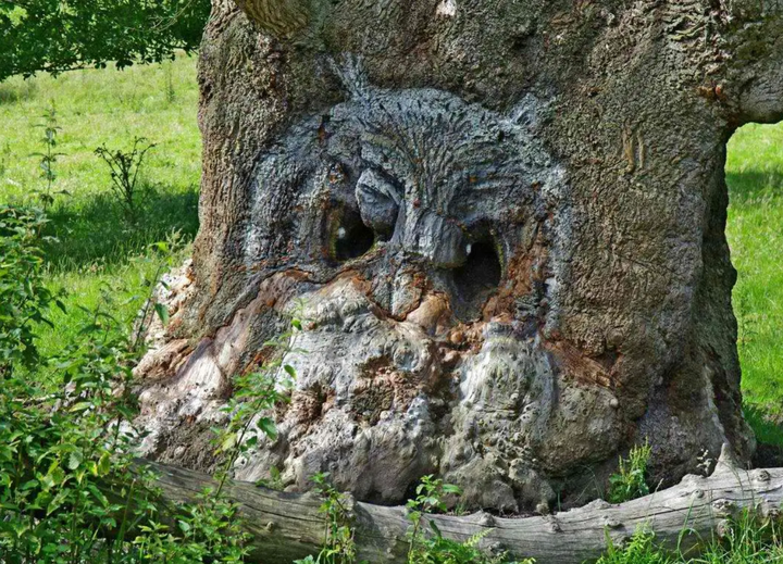 Giật mình với hình dáng kỳ lạ mà tạo hóa đã ban cho cây cối trong rừng rậm - 9