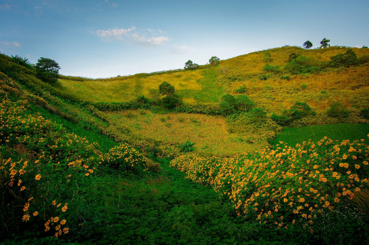 Tạm quên Đà Lạt đi, ở Tây Nguyên còn một điểm săn dã quỳ hoang sơ và đẹp gấp bội - 5