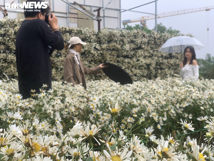 Đặc sản cúc họa mi nở rộ, các studio ảnh tất bật hốt bạc - 1