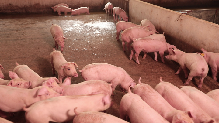 Thử nghiệm tiêm vaccine dịch tả lợn châu Phi của Dabaco cho tín hiệu tốt - 2